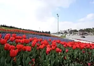 Mevsimlik Çiçek Dikimi