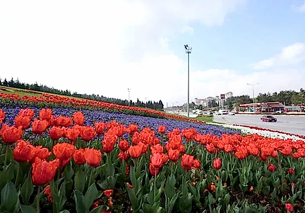 Mevsimlik Çiçek Dikimi