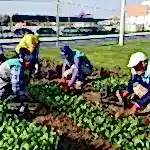 Mevsimlik Çiçek Dikimi