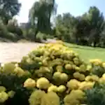 Mevsimlik Çiçek Dikimi