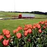 Mevsimlik Çiçek Dikimi