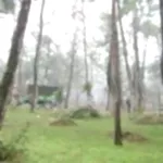 Park ve Yeşil Alan Bakımı