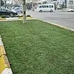 Rulo Çim